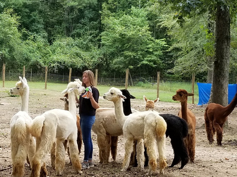 L & R Alpaca Haven Farm-Douglasville必去景点