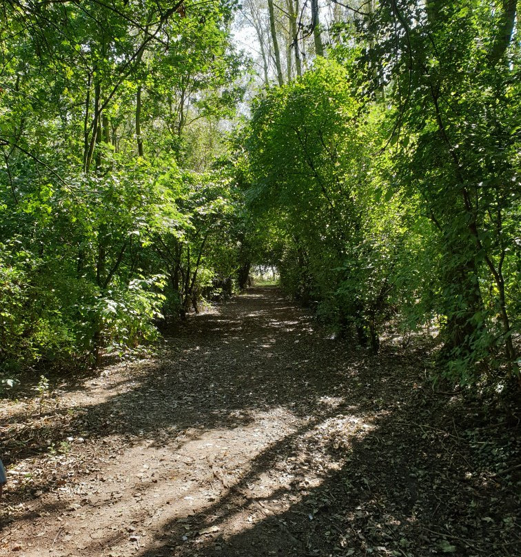 Manor Farm Woodland Walks景点图片