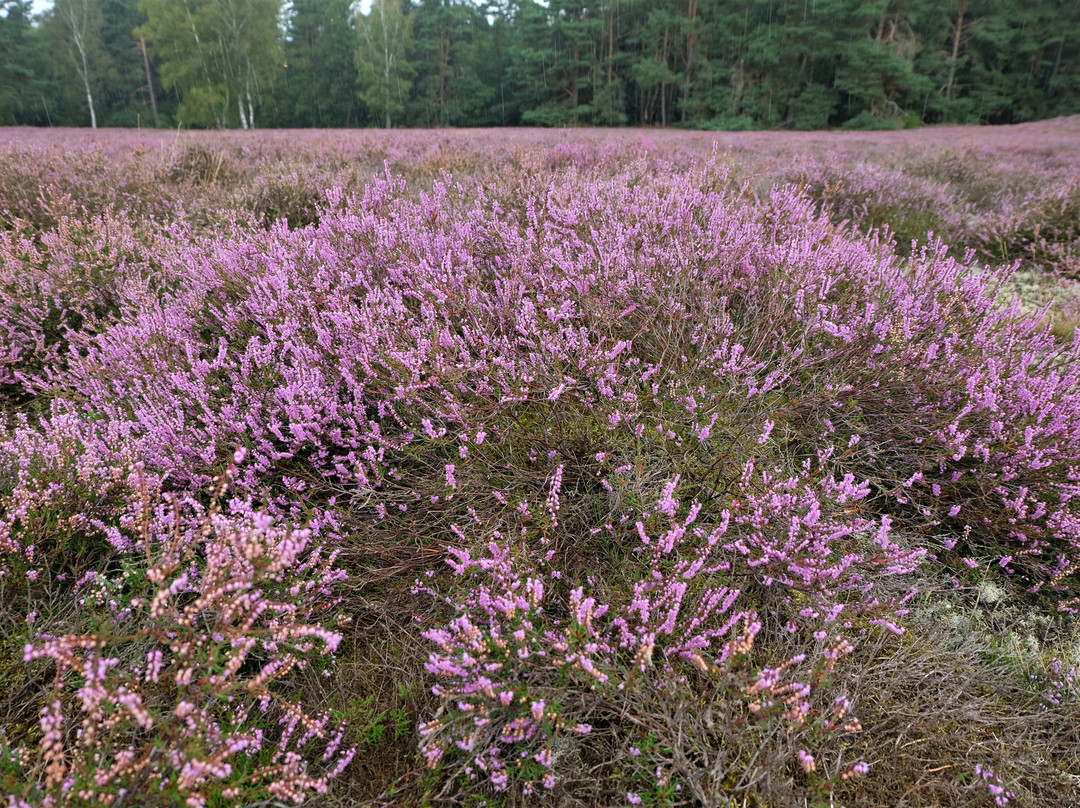Klein Büenstorfer Heide-巴特贝文森必去景点