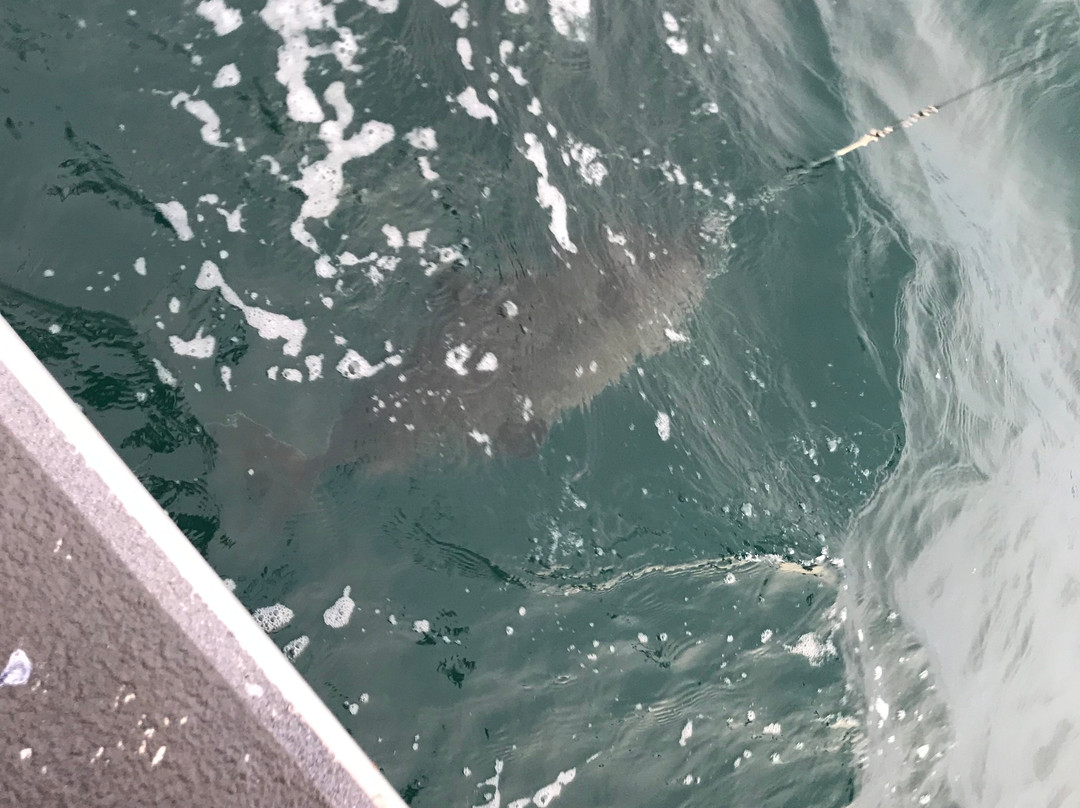 Gotta Fish Charters-尼尔奇克必去景点