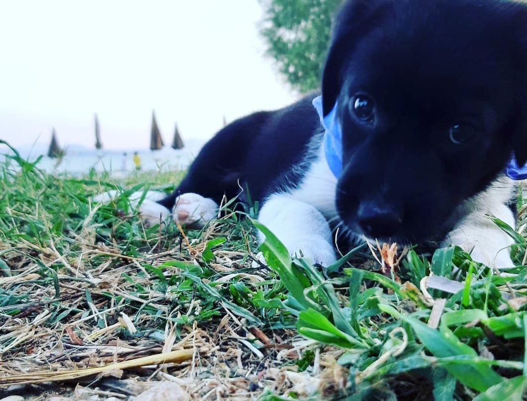 Passignano Dog Beach