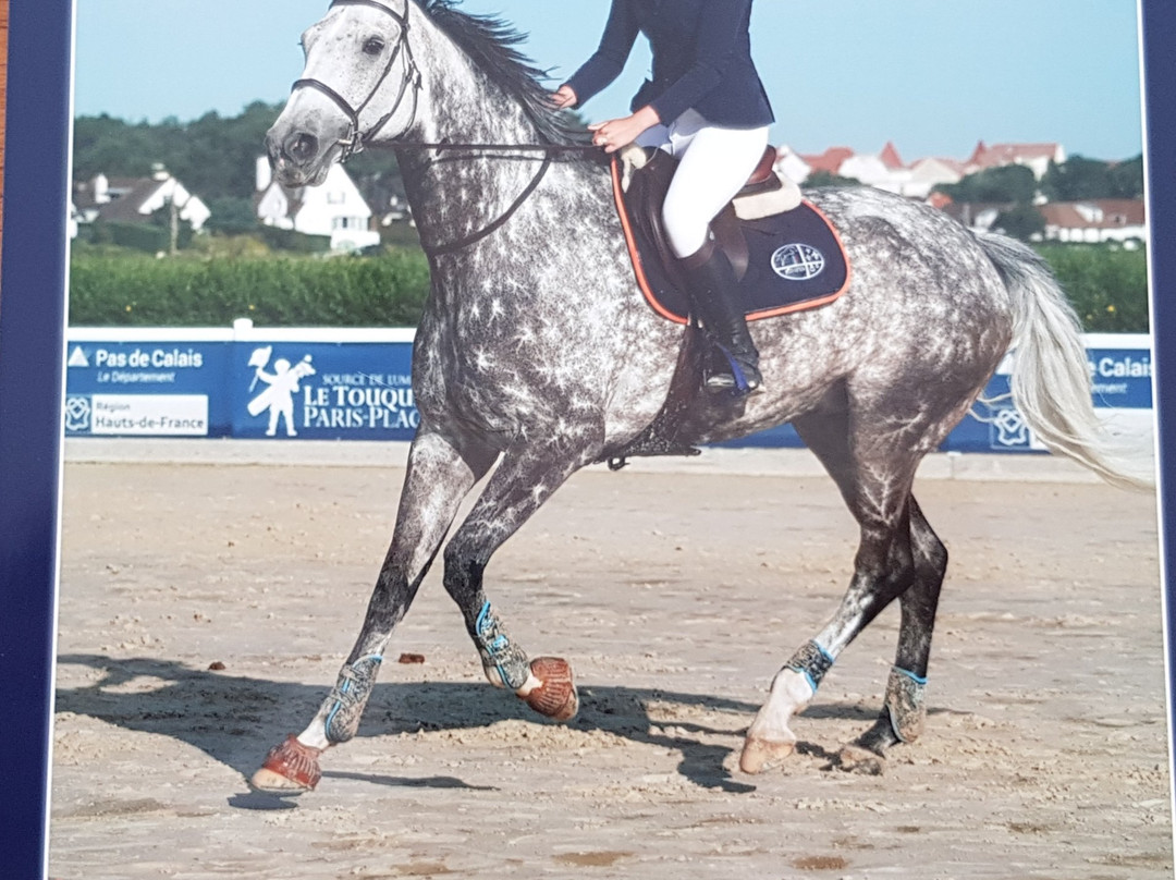 Equestrian Center Touquet Paris-Plage景点图片