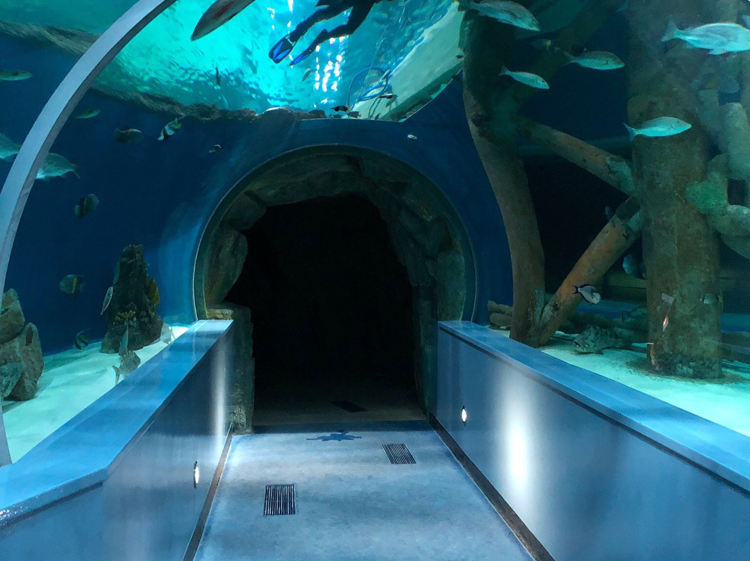 Sharjah Aquarium景点图片