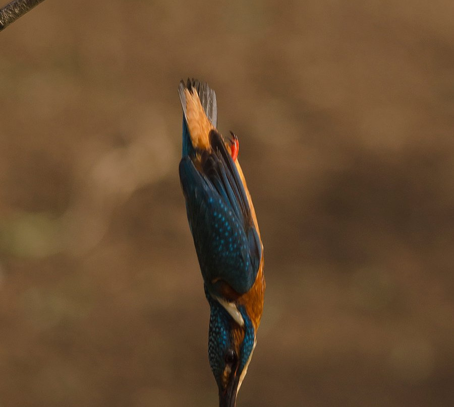 Observatorio de Aves La Zafrilla景点图片