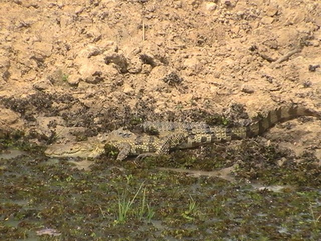 null-Wilpattu National Park