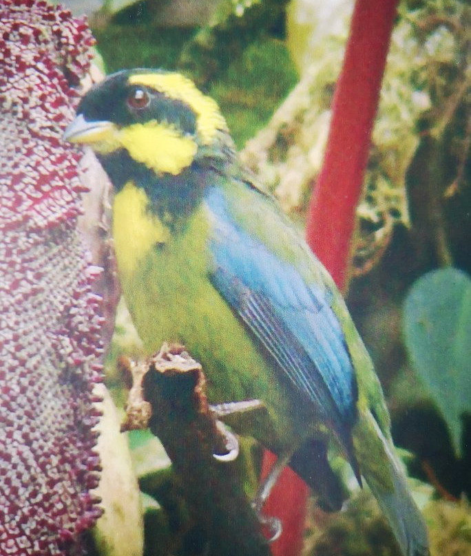 Ruta Turística MIO Cable-卡利必去景点