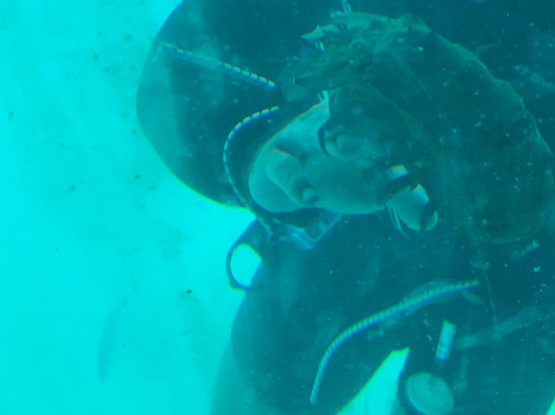 Yellow Submarine Tours-居斯塔维亚必去景点