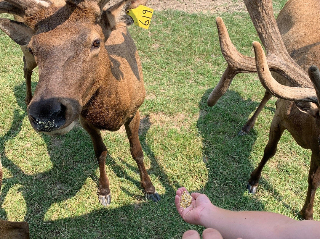 Amber Elk Ranch景点图片