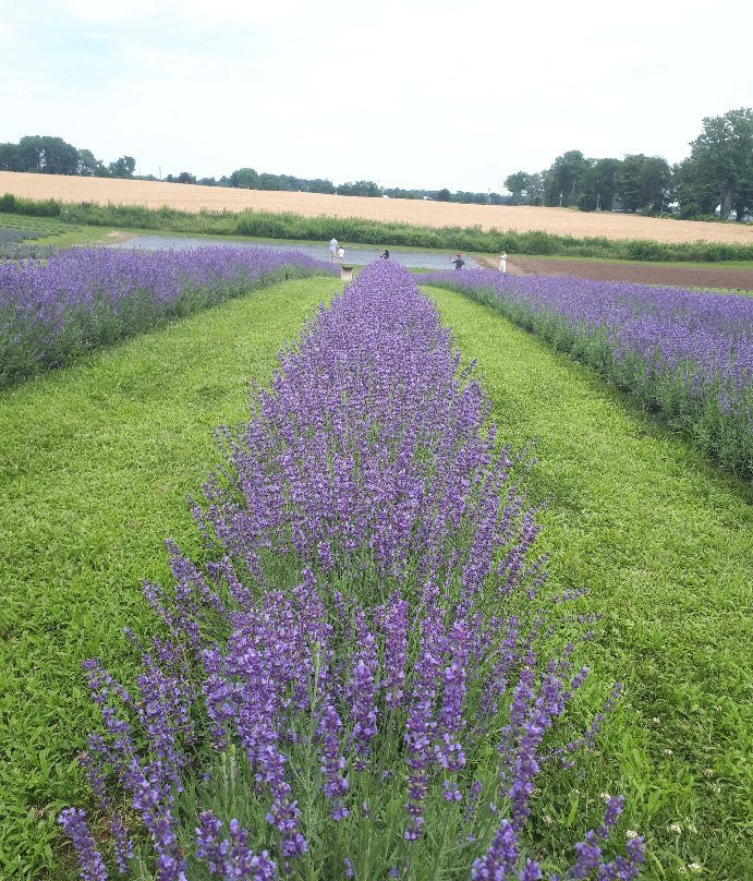 Apple Hill Lavender景点图片