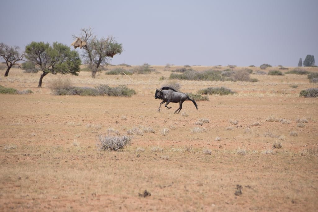 Namib Carnivore Conservation Centre-Solitaire必去景点