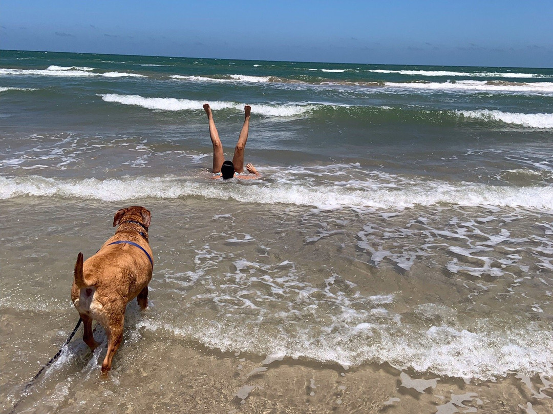 North Padre Island-科珀斯克里斯蒂市必去景点