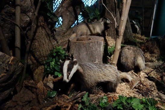 Schoonewelle museum voor Natuur en Ambacht-Zwartsluis必去景点