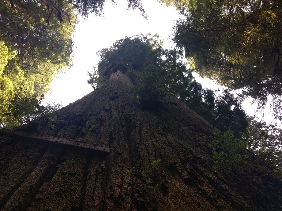 Boy Scout Big Tree Trail景点图片