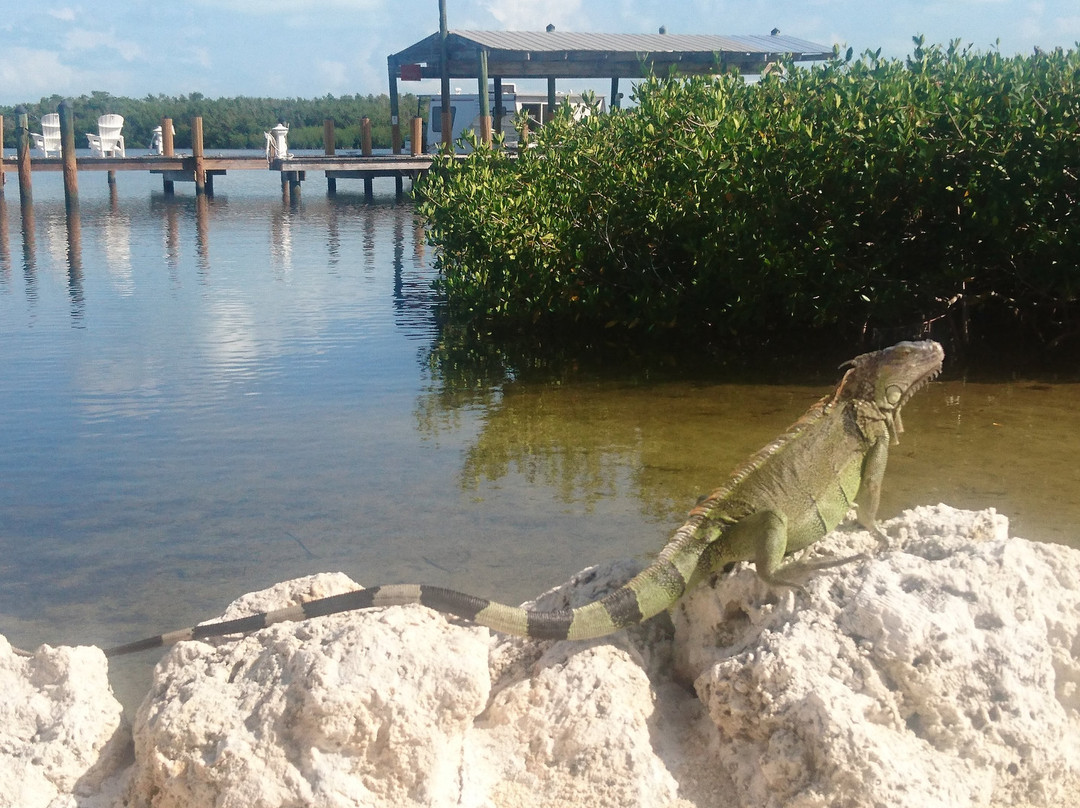 椰树棕榈树旅馆主图