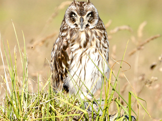 Kona Adventure Tours-凯鲁瓦-柯纳必去景点