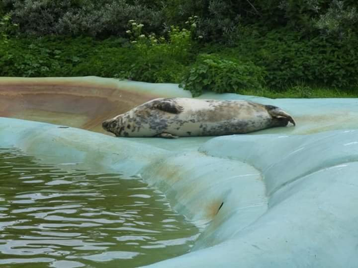 Mablethorpe Seal Sanctuary and Wildlife Centre景点图片