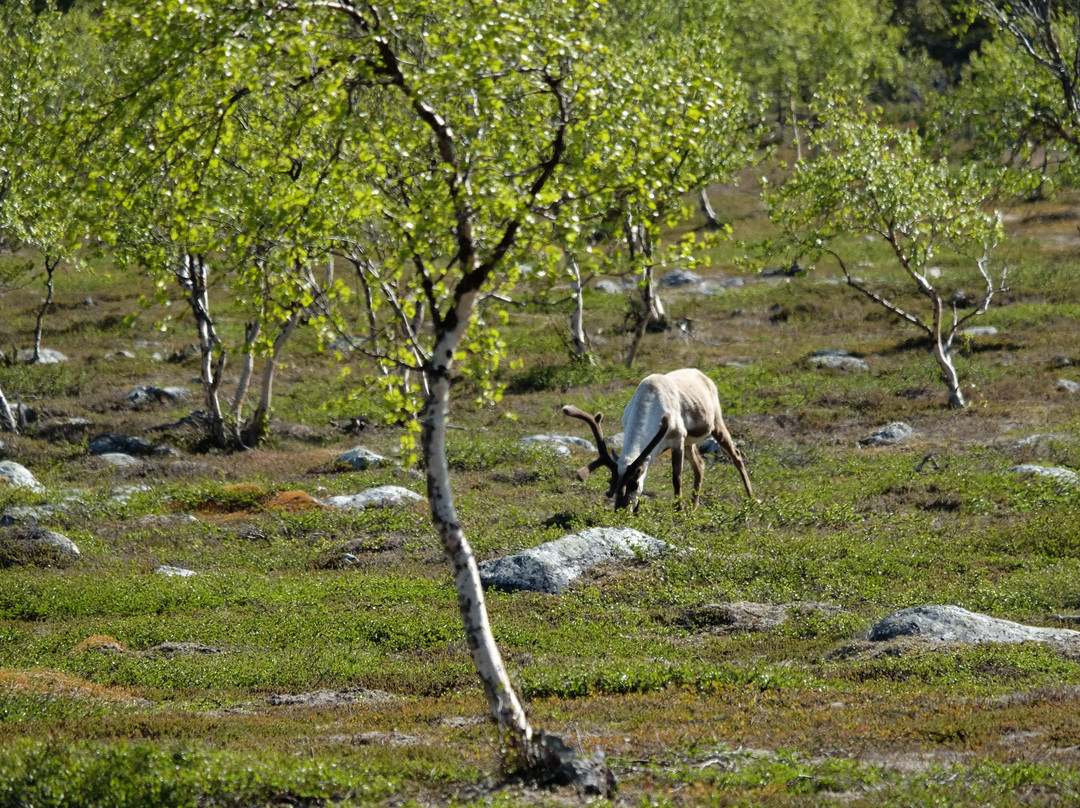 Stabbursdalen nasjonalpark景点图片
