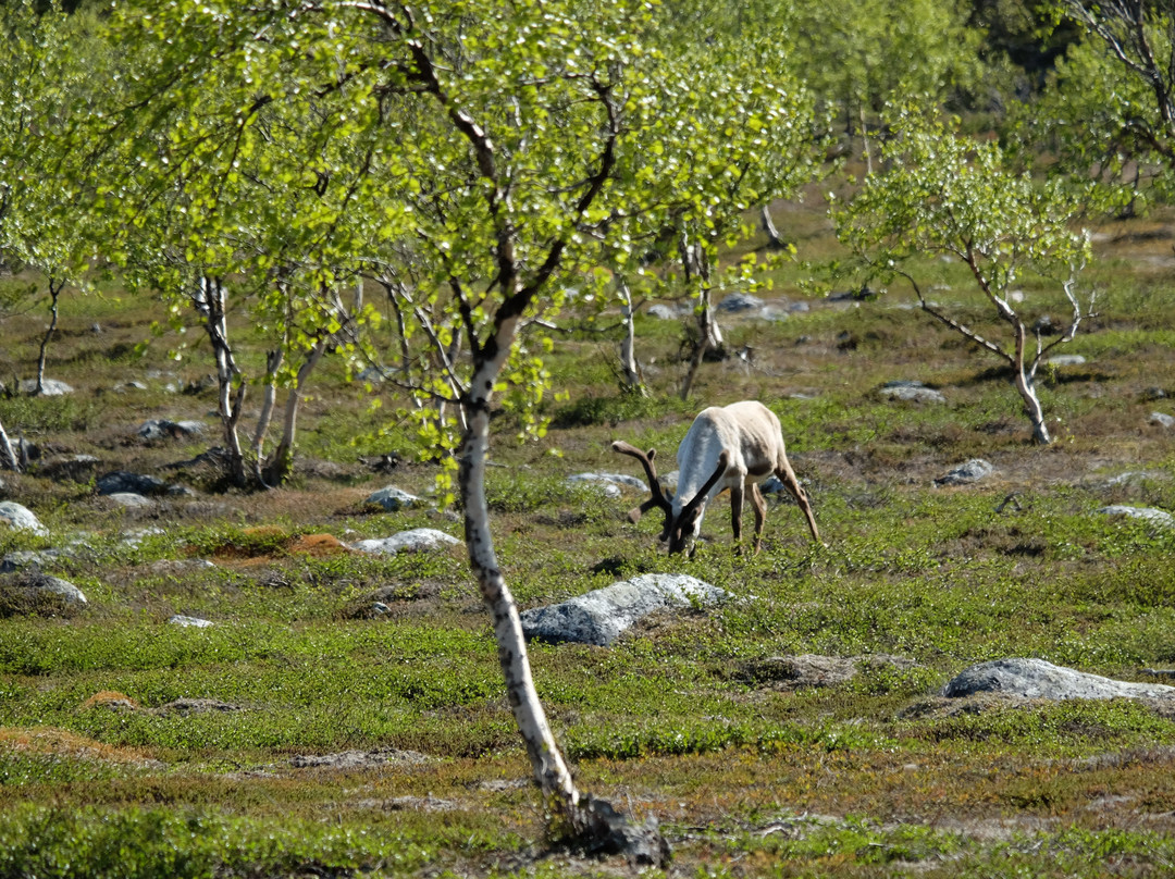 Stabbursdalen nasjonalpark-Lakselv必去景点