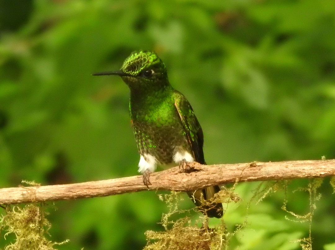 Santarosa Bird Lodge主图