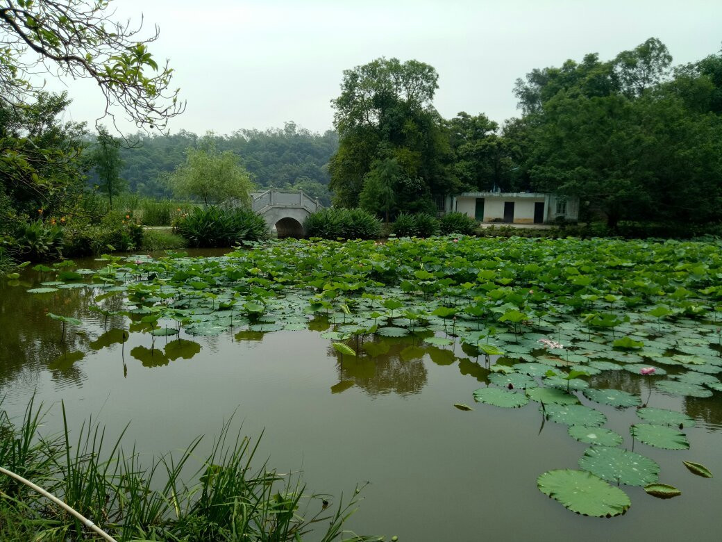 南宁良凤江森林公园景点图片