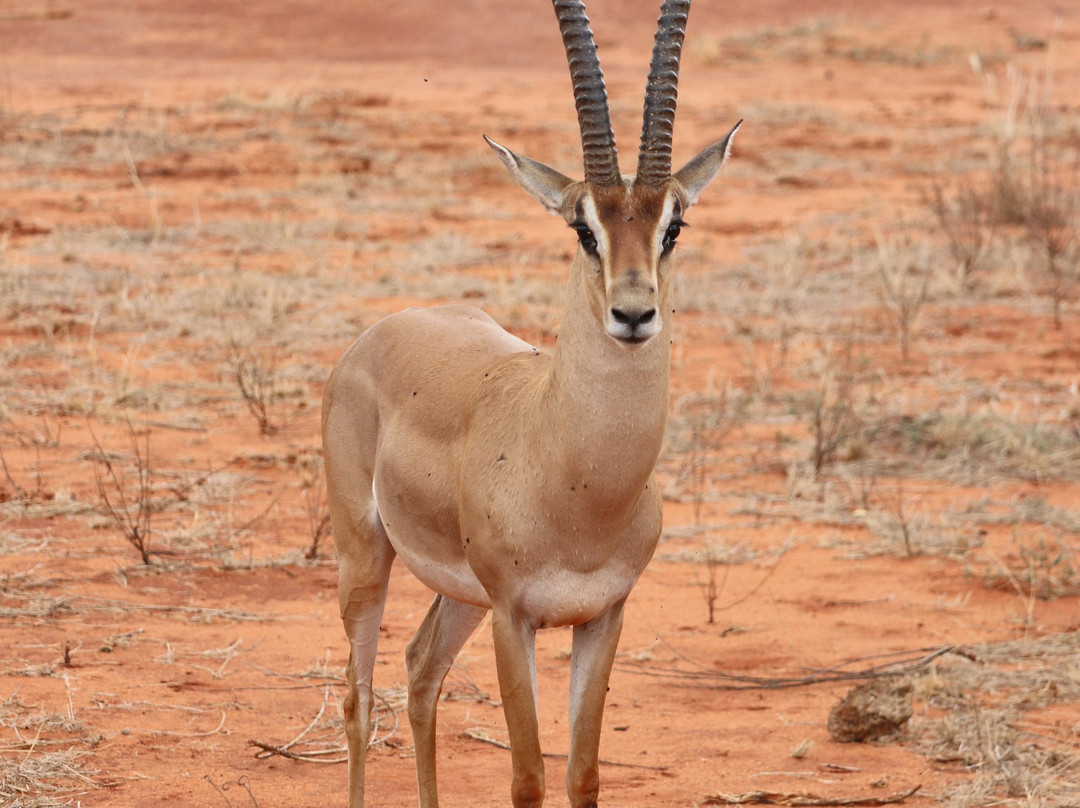 Jorim Tours And Safaris Day Tours-蒙巴萨必去景点