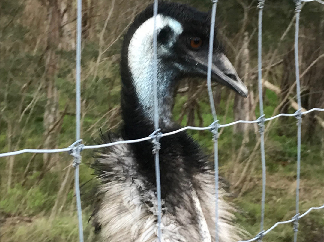 Bayles Fauna Reserve-Koo-Wee-Rup必去景点