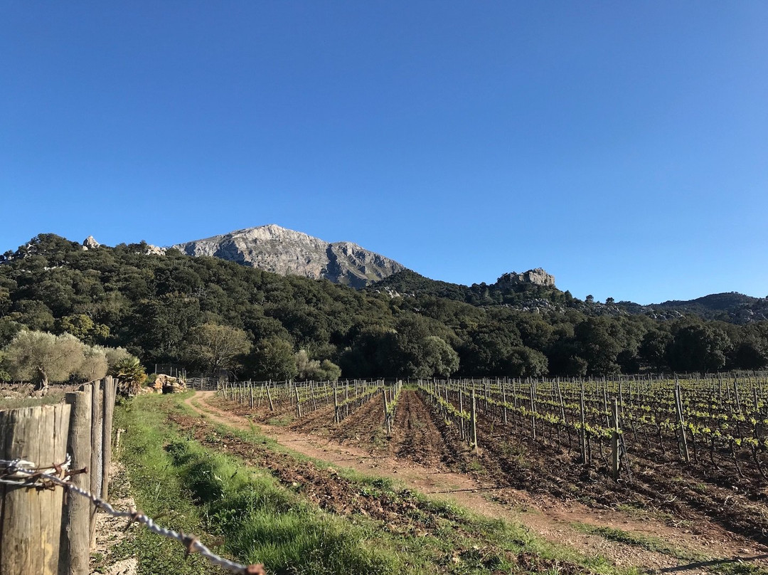 Vinyes Mortitx-Escorca必去景点