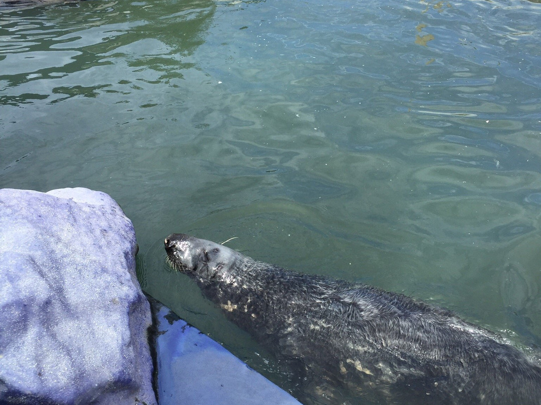 Cornish Seal Sanctuary,SEA LIFE Trust景点图片