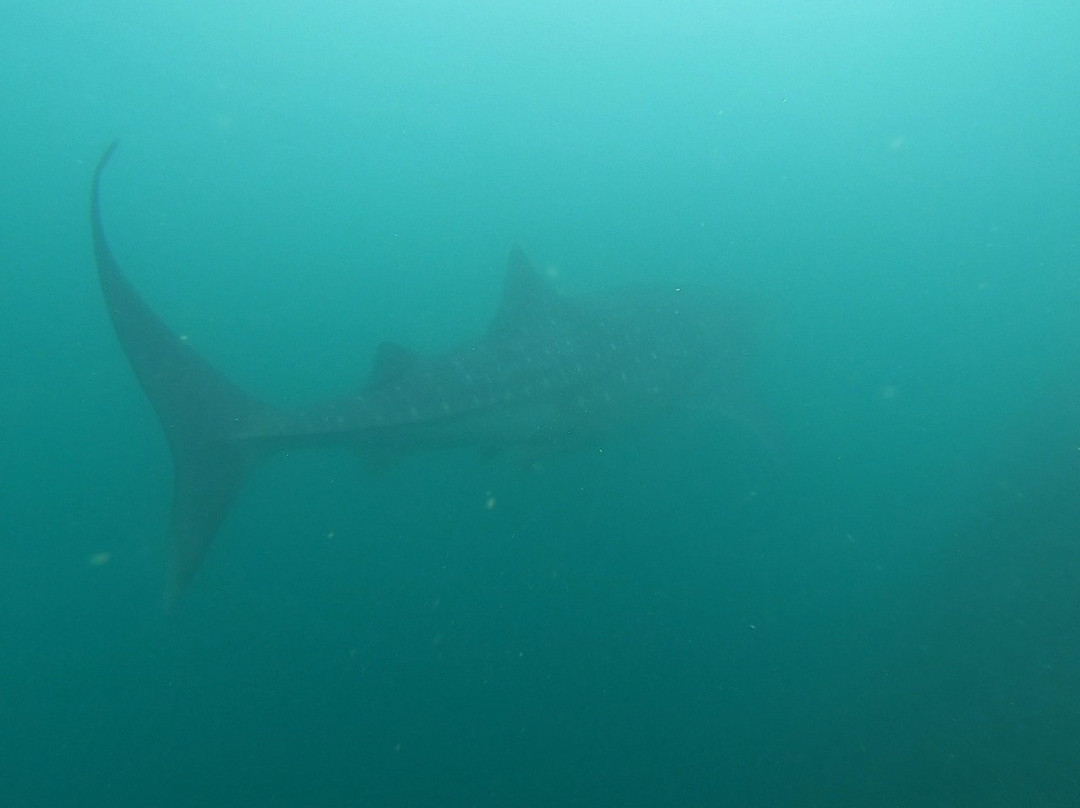 Colombia Underwater Expeditions-Arusi必去景点