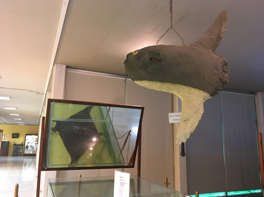 Mousio Zoologias Panepistimiou Athinon-雅典必去景点