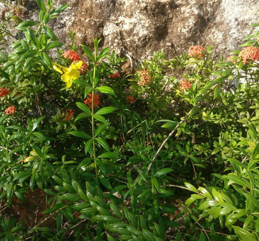 SPOT ON 69008 Doctor's Farm主图