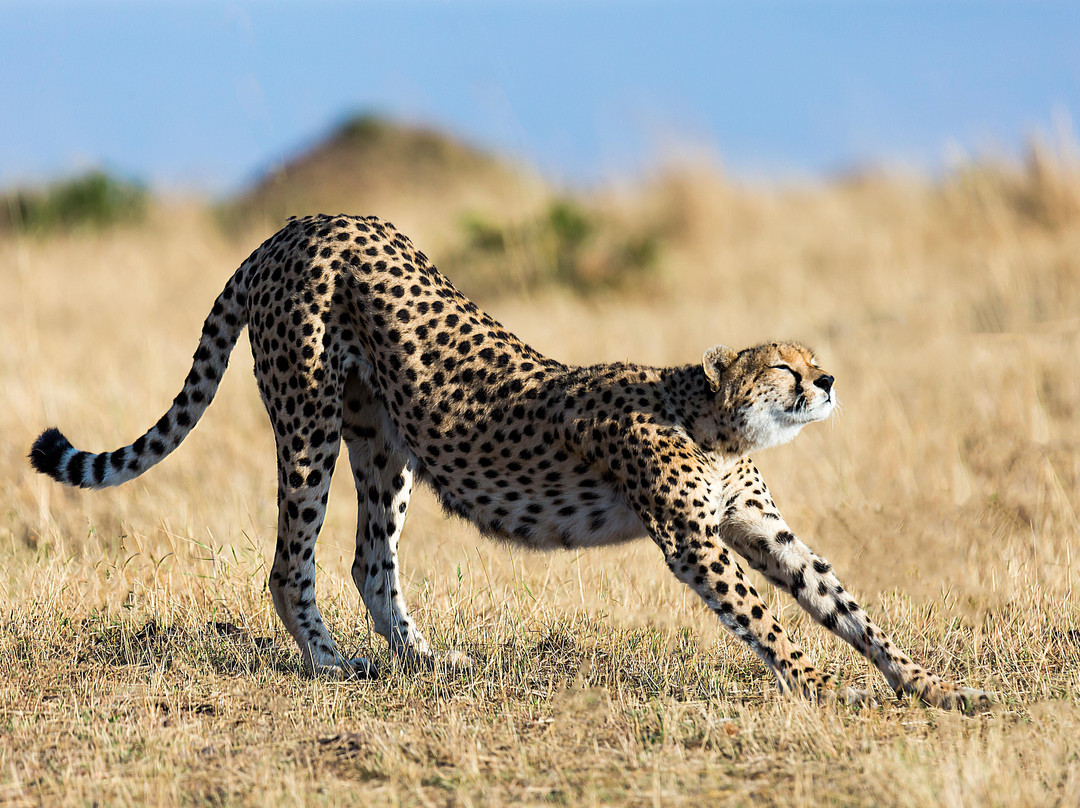NimTree Wildlife Safaris景点图片