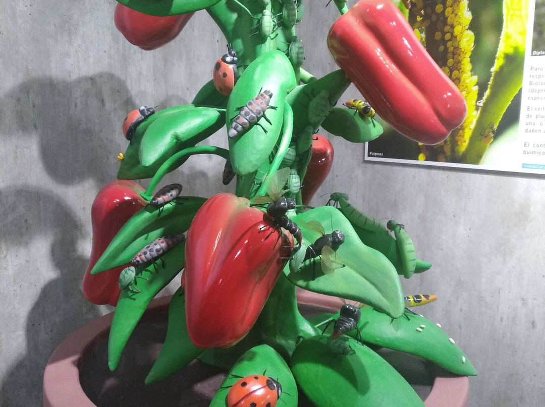 Museo de la Biodiversidad景点图片