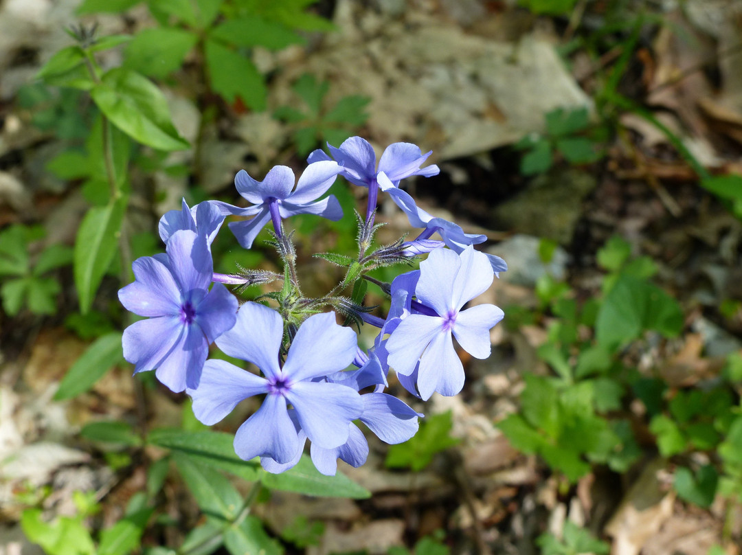 Wesselman Woods Nature Center-埃文斯维尔必去景点