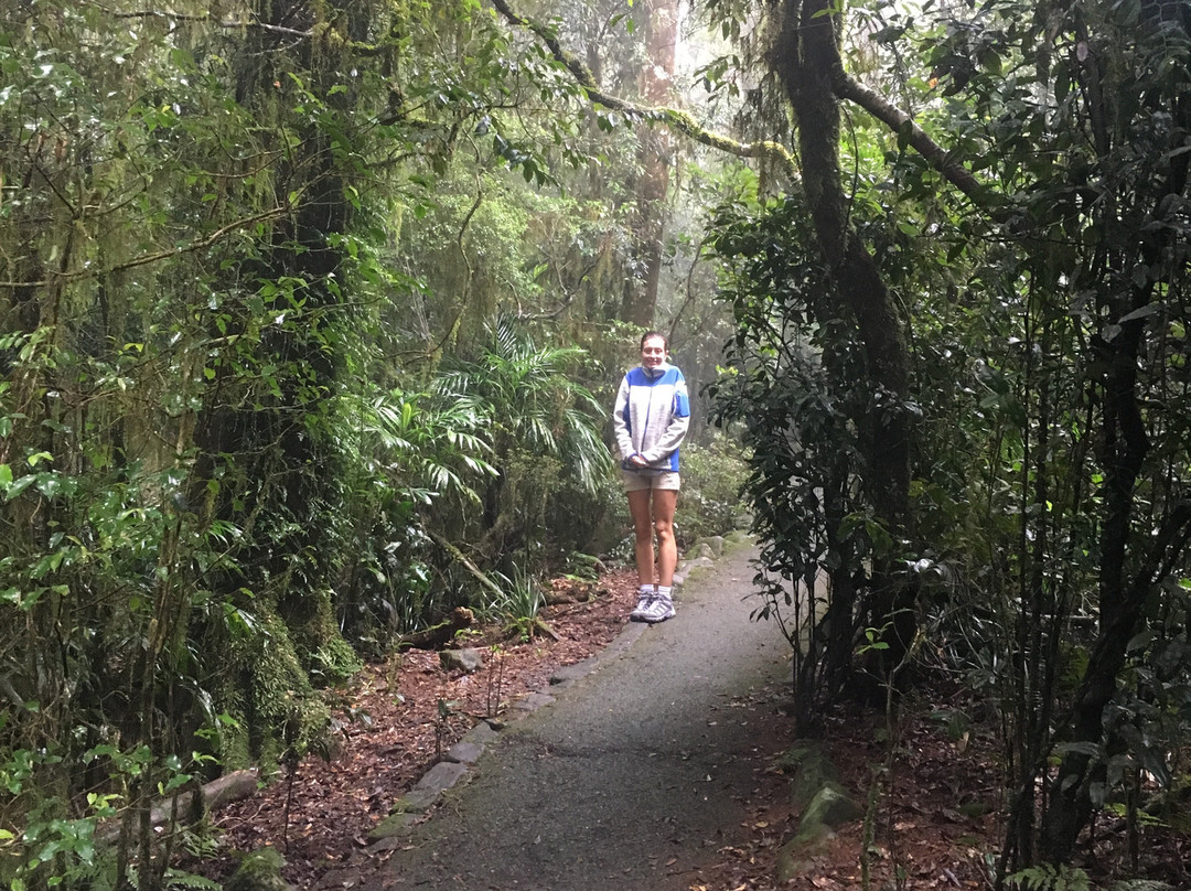 Antarctic Beech Trees-春之泉必去景点