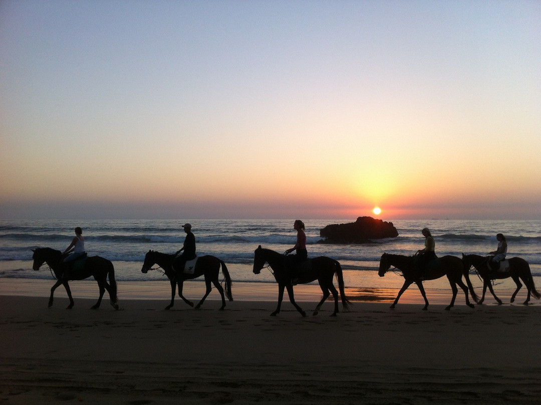 Agadir Horse & Camel-Taghazout必去景点