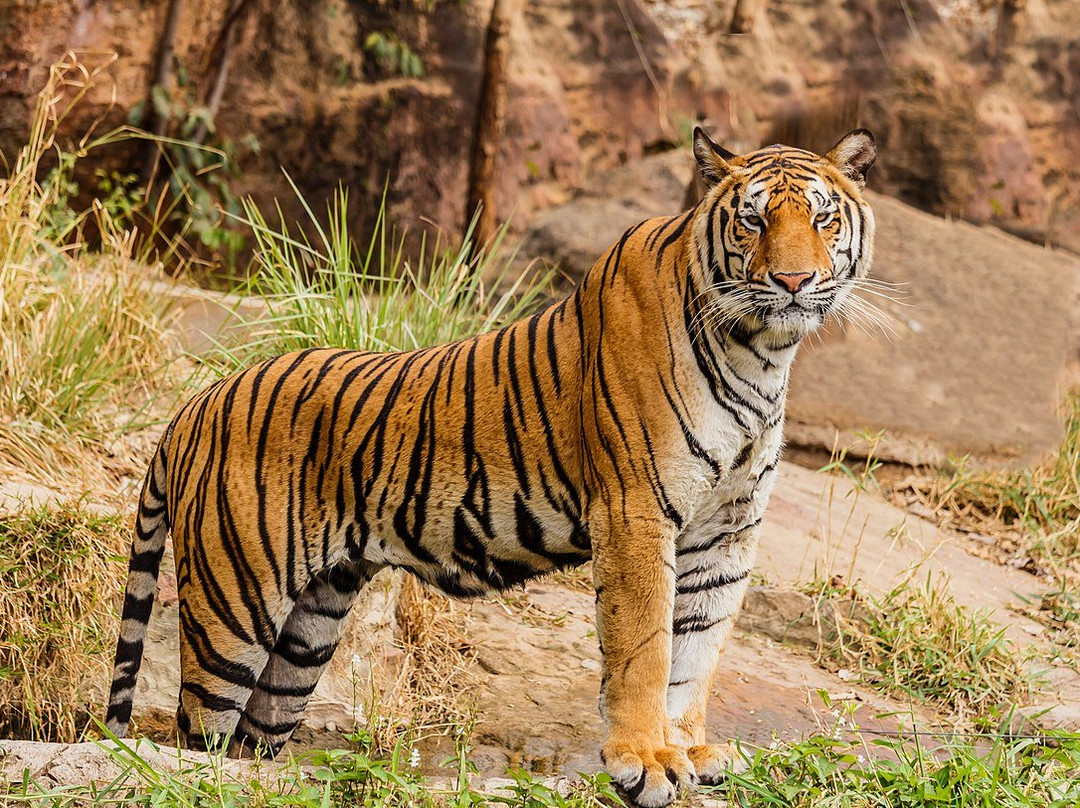 Chitwan Jungle Safari景点图片