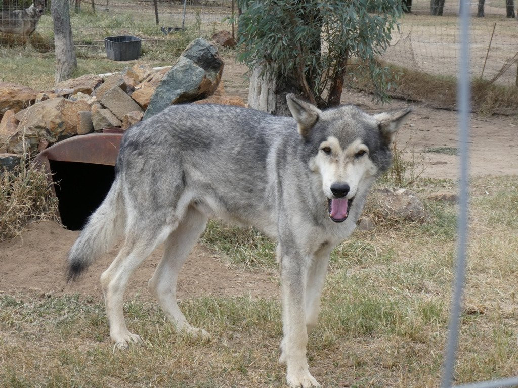 Weltevrede Lion Farm-Heilbron必去景点