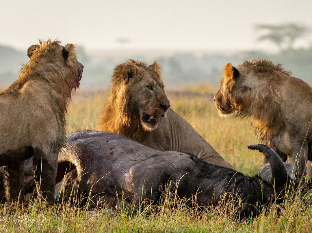 WildEx Safari Fixers-Embakasi必去景点