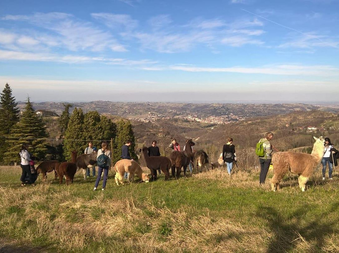 A passeggio con i Lama e gli Alpaca nelle colline selvagge del Monferrato-Cavatore必去景点