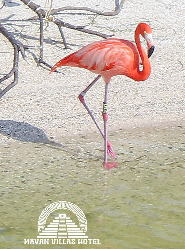 Mayan Villas Hotel主图