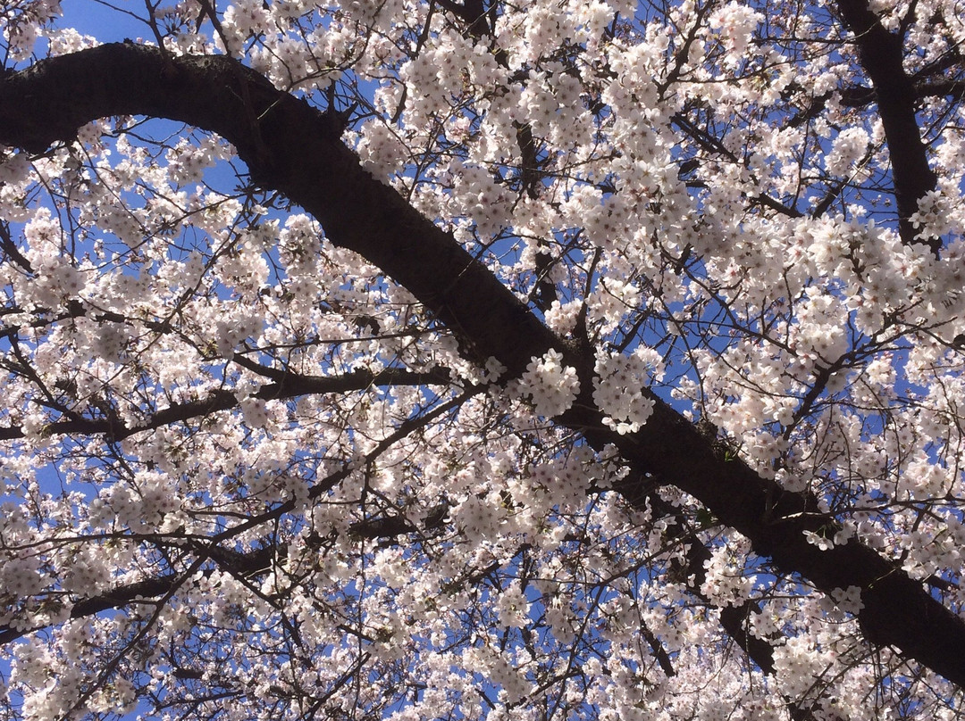 Nakameguro Park-Nakameguro必去景点