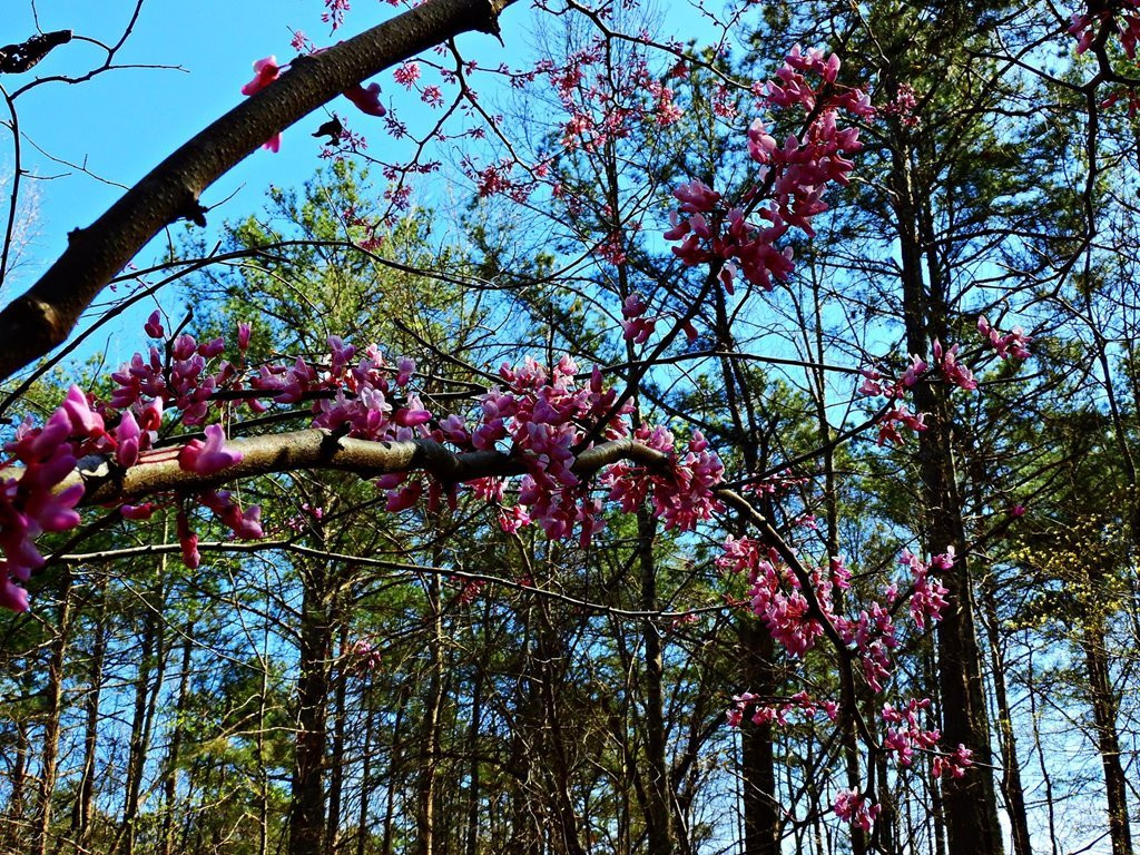 John Tanner Park-卡罗尔顿必去景点