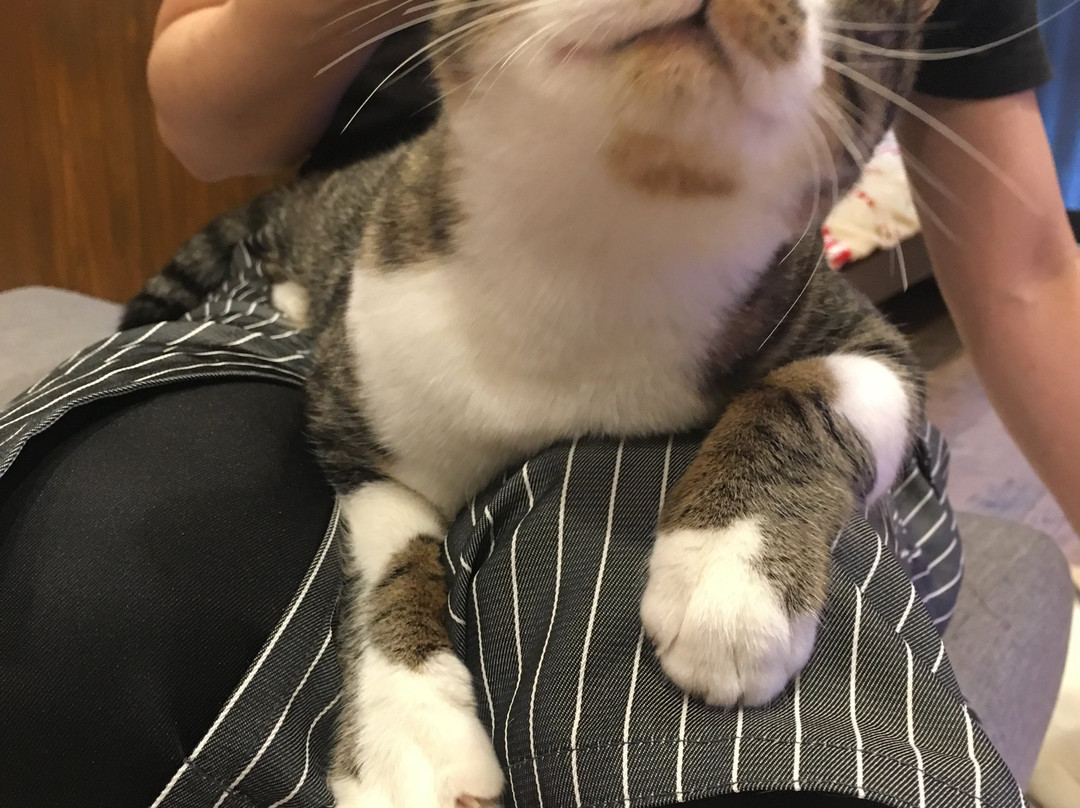 Chiyoda Nyan To Naru Cafe-千代田区必去景点