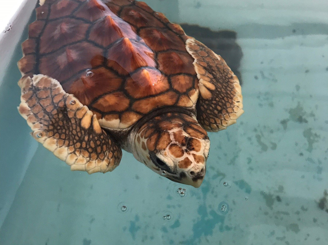 海洋生物大学站- 洛斯罗克斯科学基金会景点图片