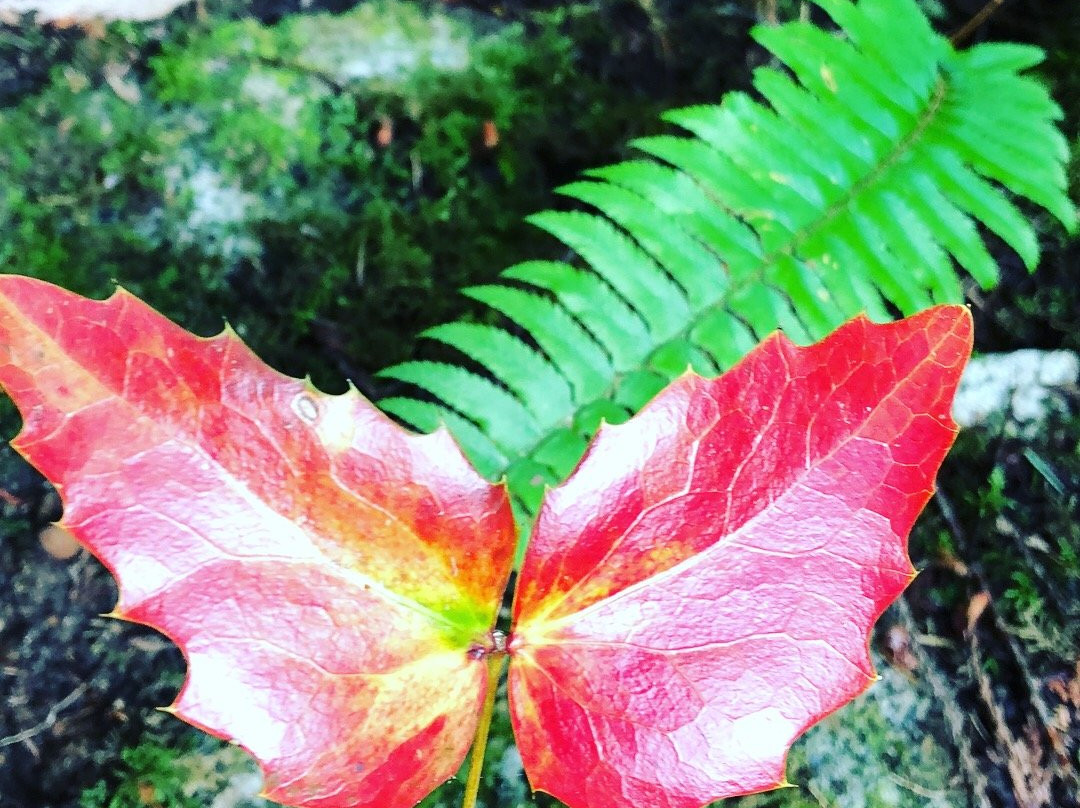 Wildflower Cottages主图