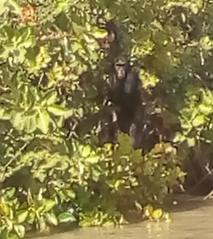 River Gambia National Park-班竹必去景点