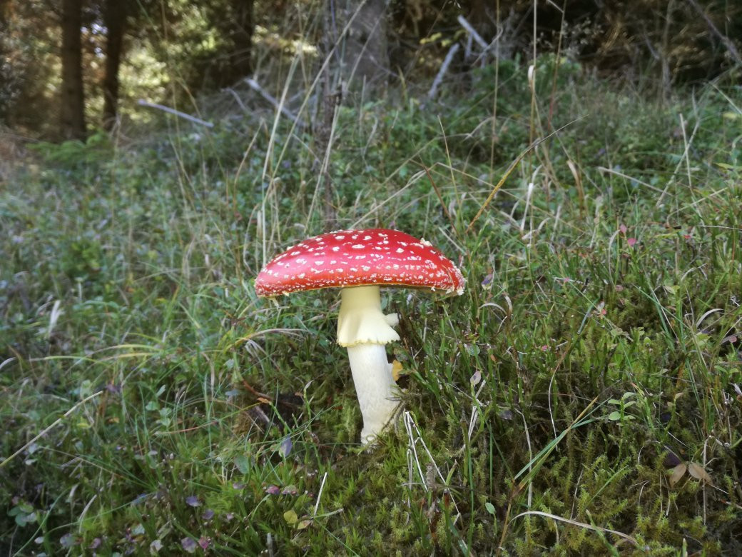 Berggasthof Sonnenhof主图