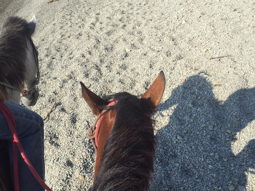 Star Mountain Horseback Riding景点图片