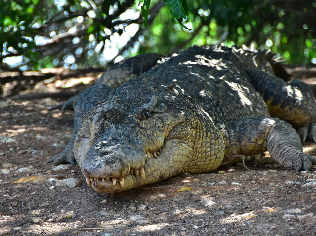 Crocodylus Park景点图片